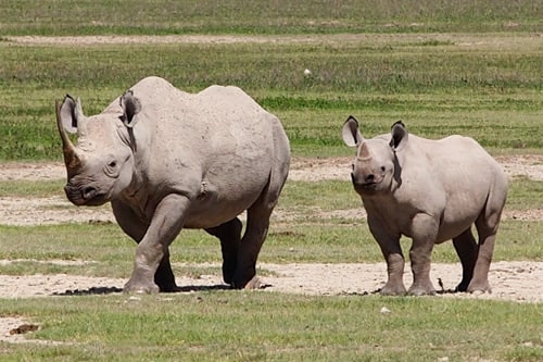 ngorongoro