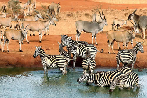 kimwinzi safaris africa