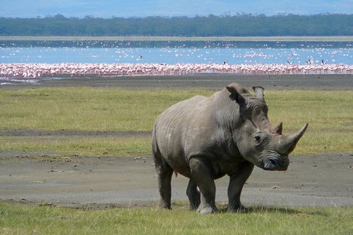 lake nakuru