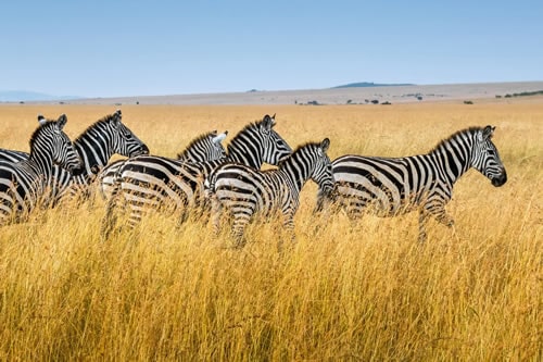 masai mara