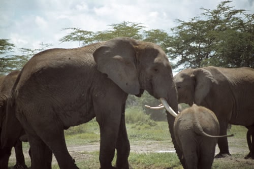 amboseli