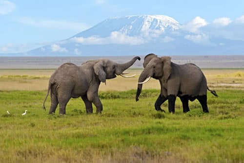 amboseli