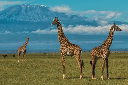 masai mara