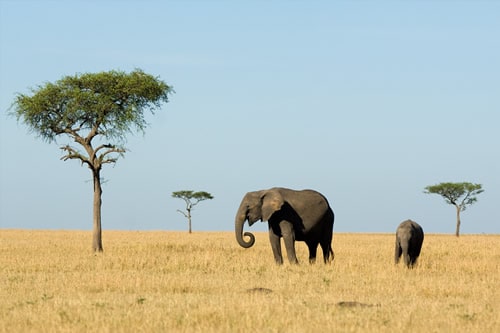 tanzania safaris