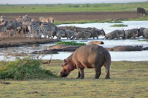 kimwinzi safaris